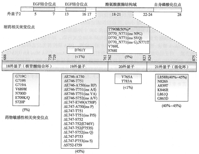 表皮生长因子受体突变概述及其临床意义