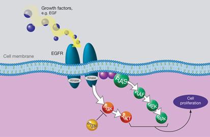 表皮生长因子受体突变概述及其临床意义