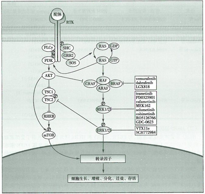 肺癌驱动基因BRAF基因突变