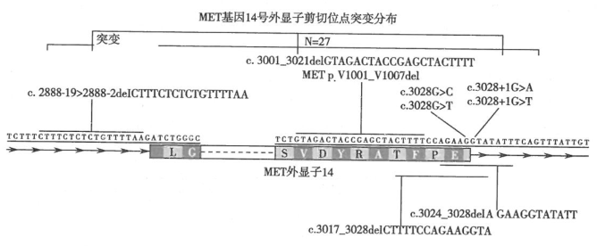 肺癌驱动基因c-MET基因14外显子剪切位点突变