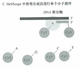 基因鉴定新一代测序技术的应用