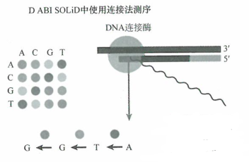 基因鉴定新一代测序技术的应用