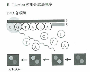 基因鉴定新一代测序技术的应用