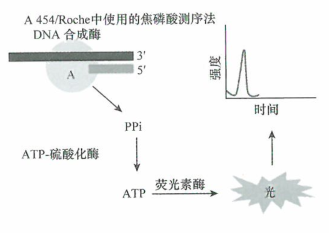 基因鉴定新一代测序技术的应用