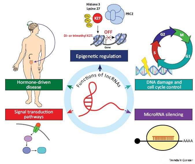 恶性肿瘤的全基因组测序，不同的癌症亚型