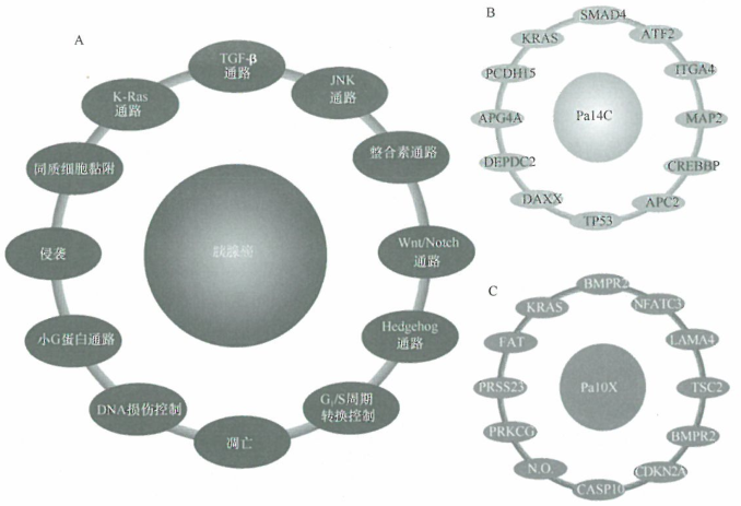 癌症基因组分析中的信号通路导向模型
