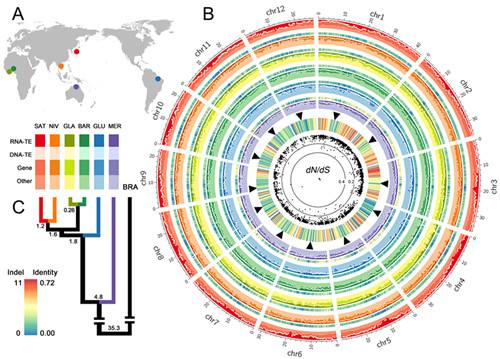 癌症基因组的综合分析