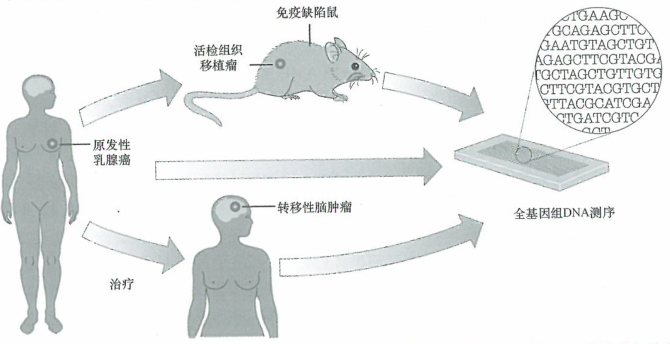 全基因组测序破解癌症基因突变演进研究