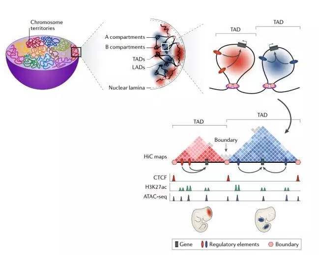 全基因组测序破解癌症基因突变演进研究