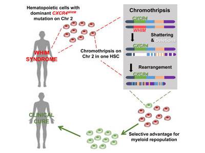 恶性肿瘤的全基因组测序，不同的癌症亚型