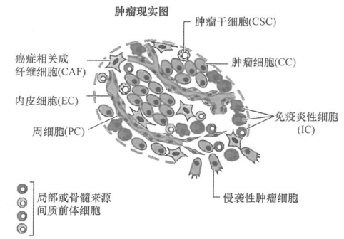 构成肿瘤微环境是哪些细胞类型？