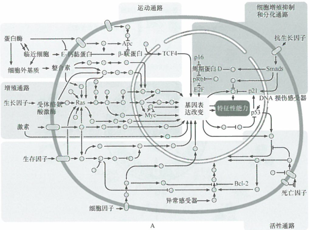 异源性信号控制肿瘤微环境中的细胞