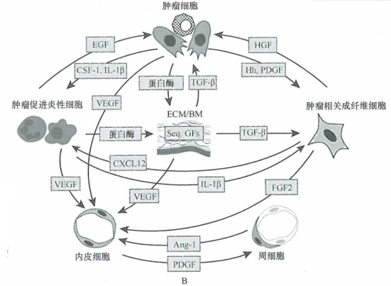 异源性信号控制肿瘤微环境中的细胞