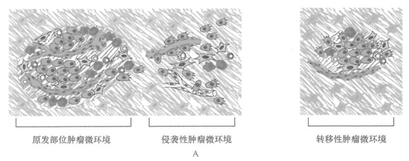 癌症发生过程中肿瘤微环境的共进化