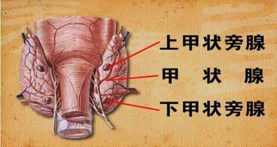 甲状旁腺功能亢进分症状和治疗