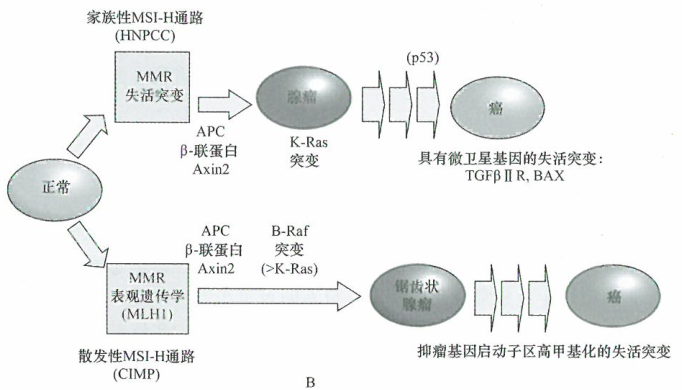 结直肠癌（CRC)的基因通路
