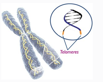 端粒酶调节改变与黑色素瘤变异的关系