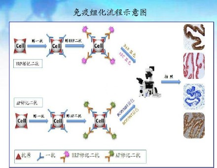 流式细胞术检测与免疫荧光反应
