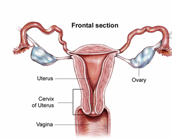 估计美国有6,230名女性被诊断出患有阴道癌