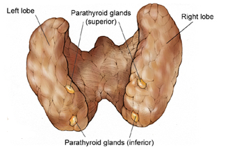 甲状腺癌患者可能会出现的7个症状或体征