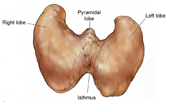 甲状腺癌患者可能会出现的7个症状或体征