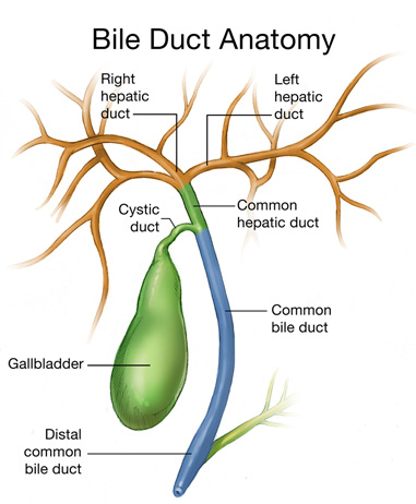胆管癌是如何形成的，及胆管癌的类型