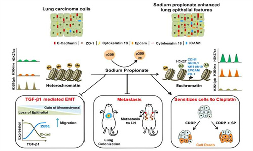 海外专家研究指出：治疗肺癌患者的新可能性