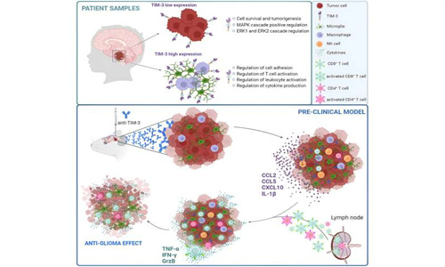 在动物模型中，阻断免疫分子可减少肿瘤生长