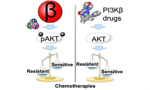 海外研究人员揭示了耐药脑癌有希望的治疗靶点