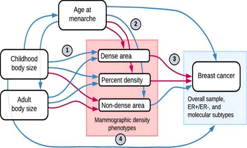 通过改变乳腺组织成分，可影响乳腺癌的风险