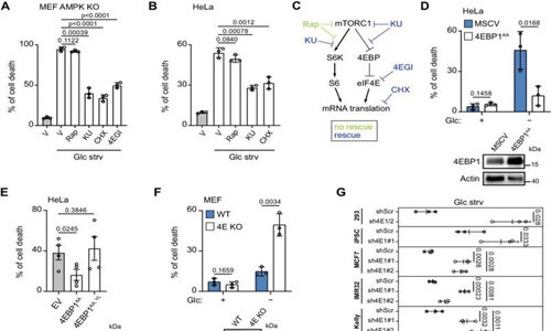 科学家使用新方法，能使脑癌细胞丧失生存能力