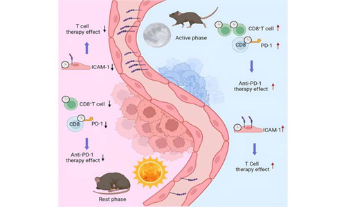出国看病：免疫系统的节律性对肿瘤生长的重要性