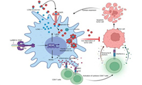 IMNN-01 加围手术期化疗能改善晚期卵巢癌患者的 OS